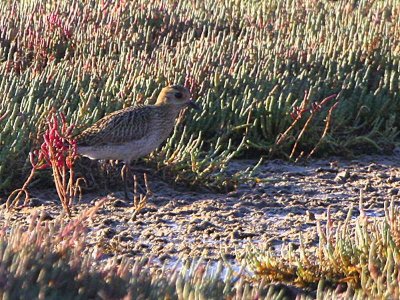 Golden Plover, Dalyan, Turkey