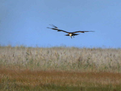 Marsh Harrier, Dalyan, Turkey