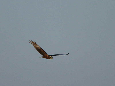 Marsh Harrier, Dalyan, Turkey