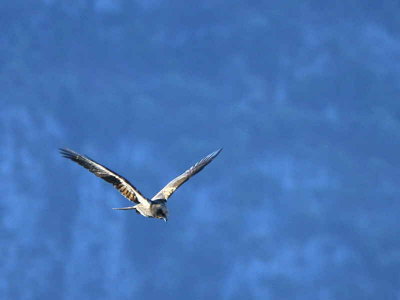 Marsh Harrier, Dalyan, Turkey