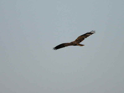 Marsh Harrier, Dalyan, Turkey