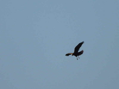 Marsh Harrier, Dalyan, Turkey