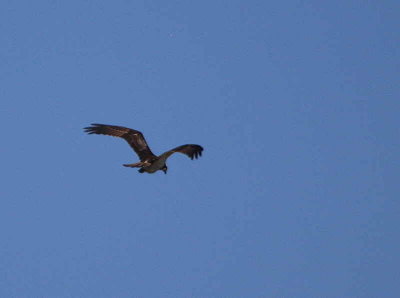 Osprey, Lake Koycegiz, Turkey