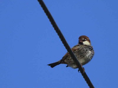 Spanish Sparrow, Dalyan, Turkey