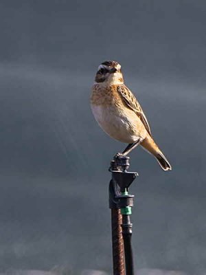 Whinchat, Dalyan, Turkey