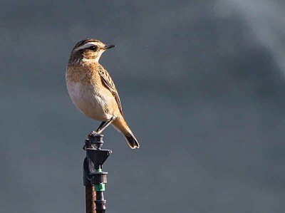 Whinchat, Dalyan, Turkey