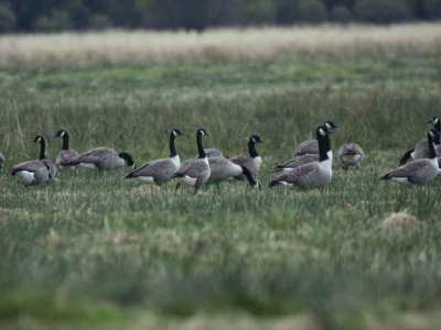 Canada Geese, Loch Lomond NNR