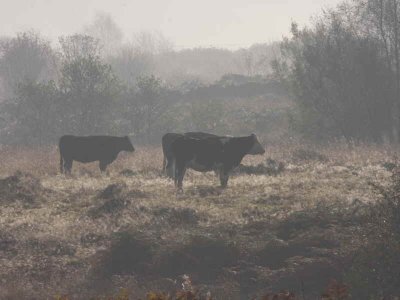 Cattle on a frosty, misty morning, Dumbrock Muir