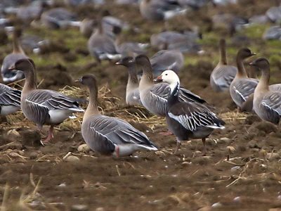 Snow Goose, near St Monans, Fife