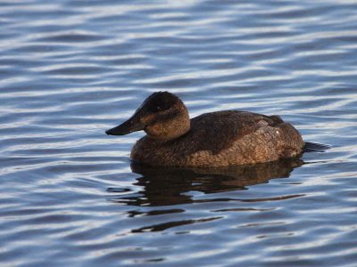 Ruddy Duck (female), Hogganfield Loch, Glasgow