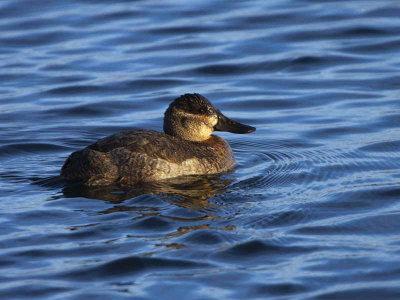 Ruddy Duck (female), Hogganfield Loch, Glasgow