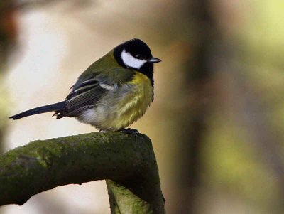 Great Tit, Chatelherault CP, South Lanarkshire