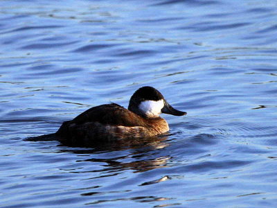 Ruddy Duck (male), Hogganfield Loch, Glasgow