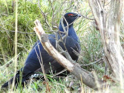 Black Grouse, Dumbrock Muir, Clyde