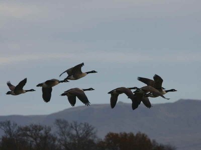Canada Geese, Loch Lomond NNR