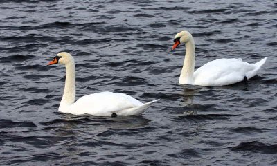 Mute swans, River Endrick, Loch Lomond NNR