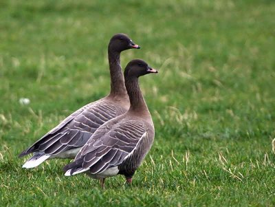 Pink-footed Geese, South Medwin Valley, Clyde