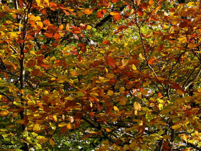 Autumn colours at Balmaha, Loch Lomond
