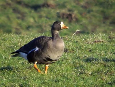 Greenland White-fronted Goose, Loch Lomond NNR