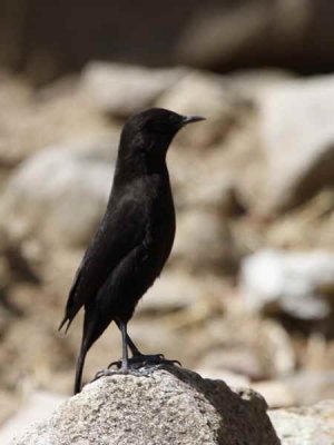 Ruppell's Black Chat, near Lalibela