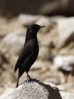 Ruppells Black Chat, near Lalibela