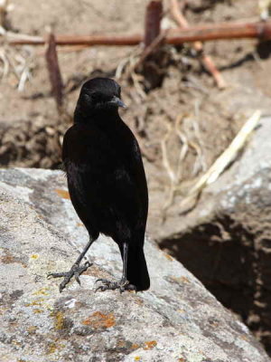 Ruppells Black Chat, near Lalibela