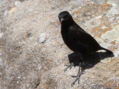 Ruppell's Black Chat, near Lalibela