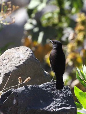 Ruppell's Black Chat, Debre Libanos