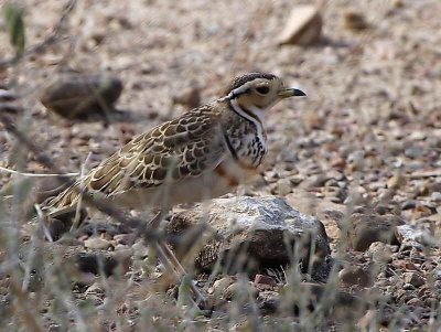 Three-banded Courser, Awash NP