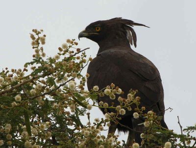 Long-crested Eagle, near Axum