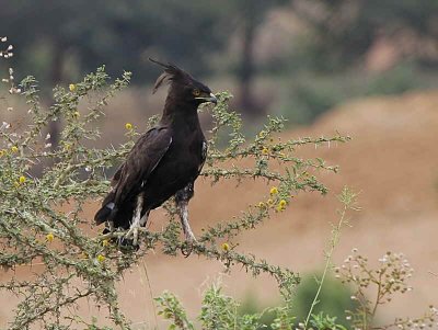 Long-crested Eagle, near Axum