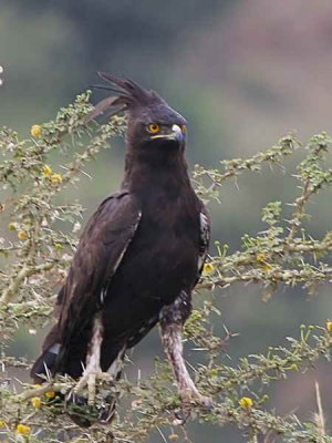 Long-crested Eagle, near Axum