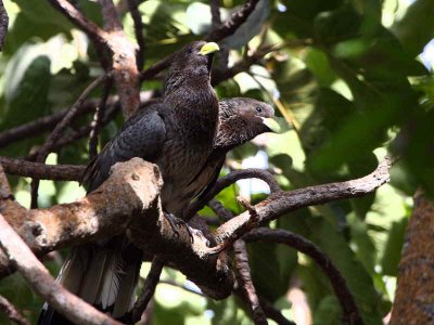 Eastern Grey Plantain-eater, Bahir Dar