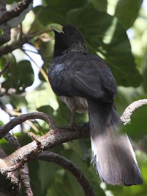 Eastern Grey Plantain-eater, Bahir Dar