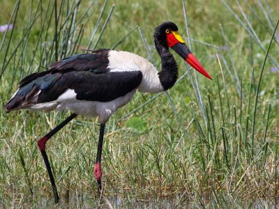 Saddle-billed Stork, Lake Awassa