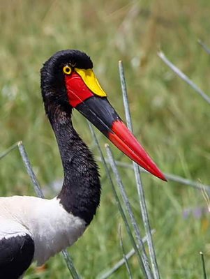 Saddle-billed Stork, Lake Awassa