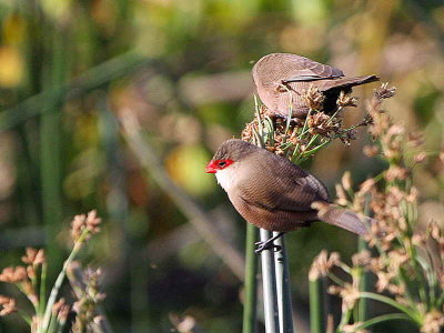 Common Waxbill, Lake Awassa