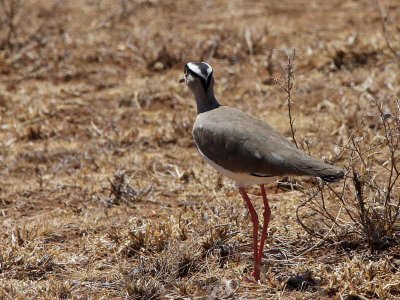 Crowned lapwing, Libden Plains, Yabello