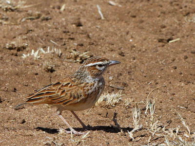 Foxy Lark, near Dublock south of  Yabello