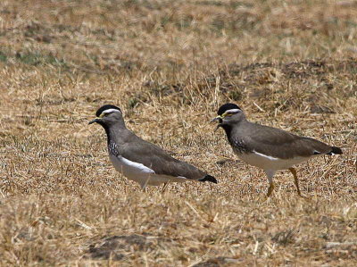 Spot-breasted Lapwing, Suluta Plains