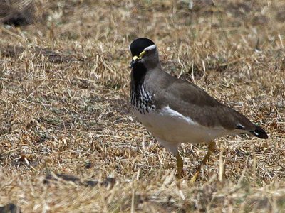 Spot-breasted Lapwing, Suluta Plains