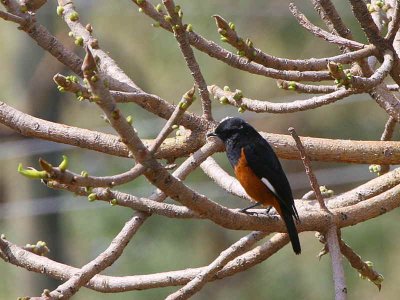 White-winged Cliff Chat (male), Axum
