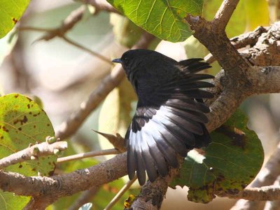 White-winged Cliff Chat, Axum