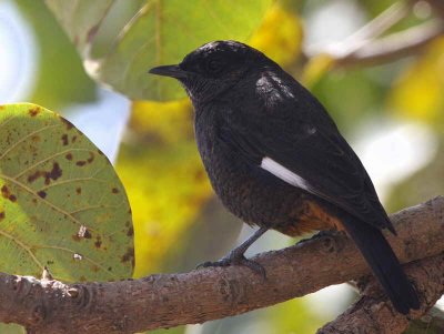 White-winged Cliff Chat (female), Axum