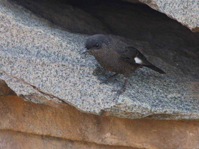 White-winged Cliff Chat (female), Axum