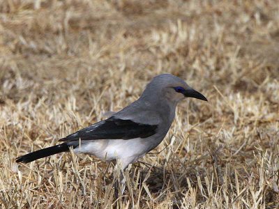 Streseman's Bush Crow, Yabello