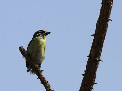 Yellow-fronted Tinkerbird, Bahir Dar