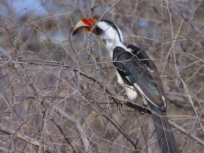 Von der Deckens Hornbill (male), Dawa River