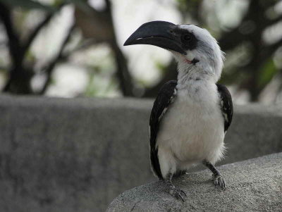 Von der Decken's Hornbill (female), Lake Langano