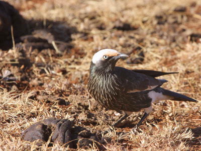 White-crowned Starling, Liben Plains near Yabello